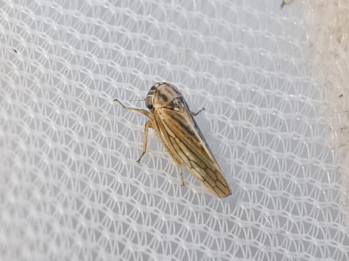 Dryodurgades antoniae